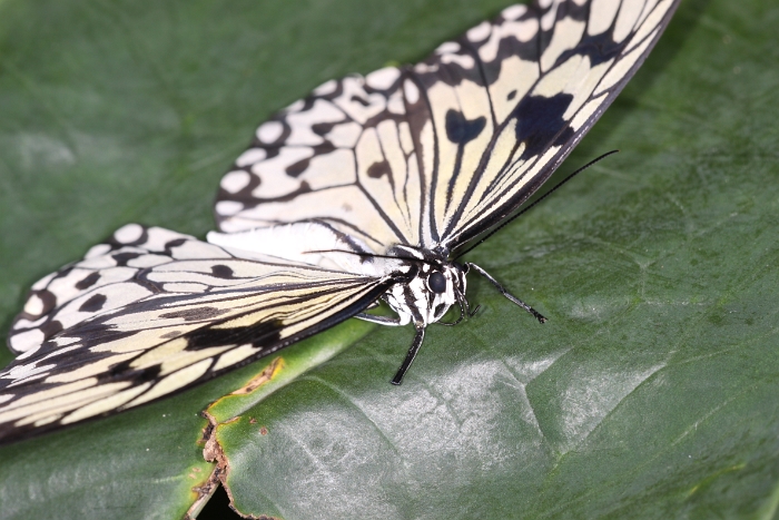 Sortie 1er aout - Papillorama - 042